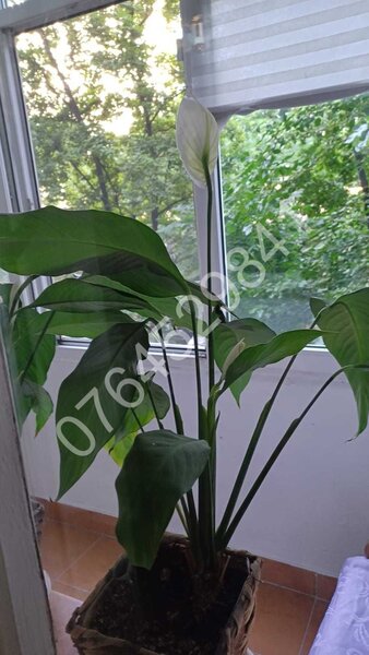 Tineretului Bd. Dimitrie Cantemir la 7min. metrou Piata Unirii/ Tineretului